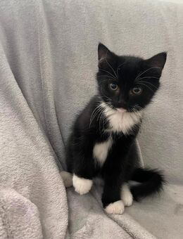 Katzenbabys suchen ein liebevolles Zuhause - Leopoldshöhe
