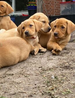 Zauberhafte Labrador Welpen suchen liebevolles zuhause - Walchum
