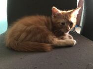 Maine Coon Siam Kitten Kater - Oberhausen