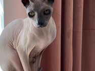 Sphynx, Nacktkatze, Kater - Braunschweig