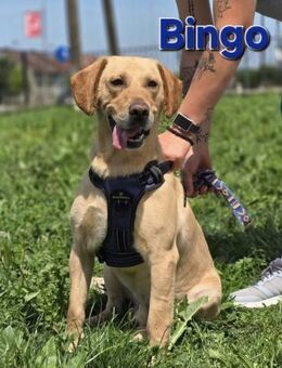 ❤️ Bingo - Kissing