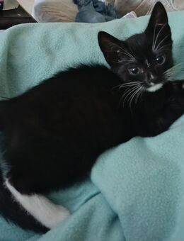 1 Kitten Mädchen sucht ab sofort neues Zuhause - Schwielowsee