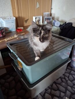 Unser letztes Main Coon Baby - Gardelegen (Hansestadt) Berge
