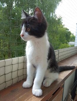 -COMET- Schwarz/Weiß Mix Kitten | Junge - Hannover