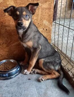 ROCKET - fröhlich, sozial, einzigartig - Weilheim (Oberbayern)