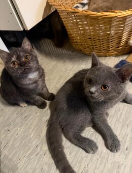 Kitten abzugeben - Dortmund