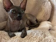 Sphynx Junge sucht ein Zuhause - Köln Zentrum