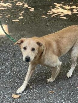 TICO - durfte das Horrorhaus verlassen - Sulzbach-Laufen