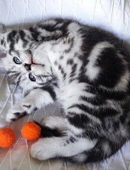 BKH Kitten Kätzchen Reinrassige - Wuppertal