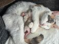2 wundervolle BKH/EKH Kitten in 23881