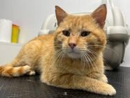Hübscher roter Kater Stu - München