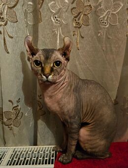 Deckkater Sphynx Elf - Würzburg