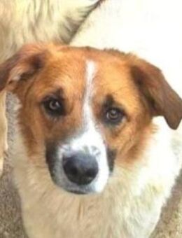 Liebe Dakota-Delfin will die Welt sehen - Mettmann