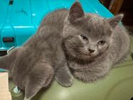 Babykatzen BKH BLUE - Fulda