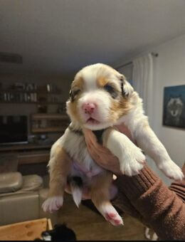 Australian shepherd Welpen - Hamminkeln