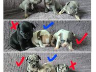 Französische bulldogge welpen - Kempten (Allgäu)
