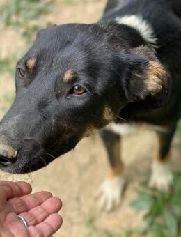 Gitta, ein Herz auf 4 Pfoten - Steinhagen (Nordrhein-Westfalen)