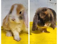 2 Kaninchenbaby Minilop Männchen, je 30€ bitte alles lesen - Bergisch Gladbach