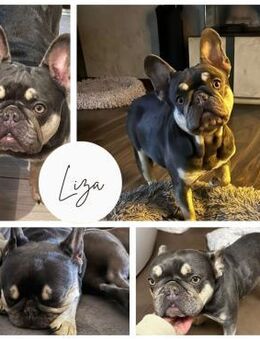 LIZA PP Mädchen sucht FürImmerZuhause - Neustadt (Rübenberge)