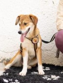 Sportliche Schönheit Bridig sucht Famili - München