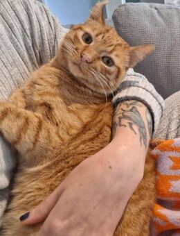 Garfield: gesellig intelligent verspielt - Poing
