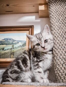 Noch 1 BKH-Kitten im Whiskas-Look (Black-Silver-Tabby-Classic) abzugeben - Dresden