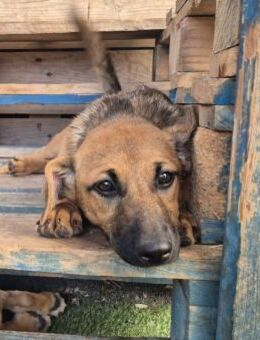 PFLEGESTELLEN GESUCHT! 🙏❤️🐶 - Neudenau