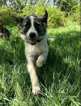 Pierre - der Spitzenhund für Jedermann - Berlin