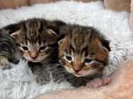 Bald Katzenbabys abzugeben! - Bad Driburg