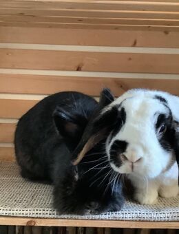 2 Kaninchen als Paar abzugeben - Plauen