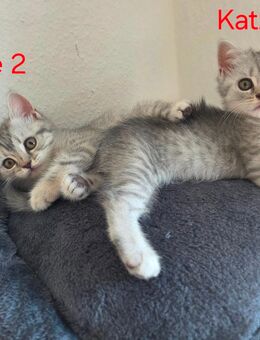 Reinrassige BKH Kitten silver tabby - Marburg