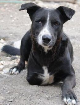 Samurai ist eine Kämpfernatur! - Karben