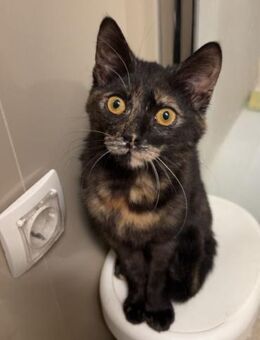 Schildpatt Raya liebt Hunde - Ellerbek