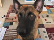 Bildhübsche Malinois Dame (Belgischer Schäferhund) abzugeben - Fürth