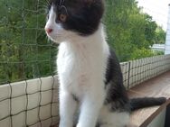 -COMET- Schwarz/Weiß Mix Kitten | Junge - Hannover