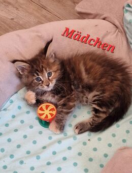 Maine Coon Kitten kleine Flauschkugeln - Westerkappeln