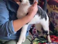 🐾 Blinder Kater Mishu sucht Liebe 🐾 - Eislingen (Fils)