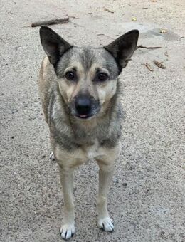 Kleiner Milo sucht großes Glück - Celle