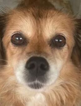 Suki -ruhige, kleine, sanfte Begleiterin - Hamburg