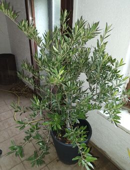 Olivenbaum 1,60 cm groß Gewicht 60 kilo - Gilserberg