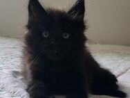 =^..^=Wunderschöne Maine Coon kitten mit Stammbaum aus seriöser Zucht =^..^= - Bad Berleburg