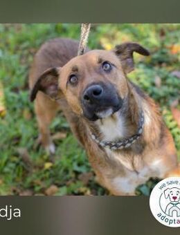 Andja: Sucht ein Zuhause - Kirchzell