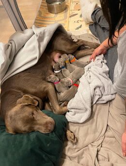 Labrador Welpen in Silbergrau - Schwarzenbek