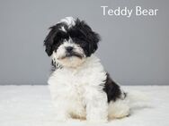 Niedlicher Teddy Bear, männlich, geboren am 17.03.2024, zu verkaufen! - Berlin