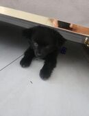 Chihuahua spitz Hund in 57462