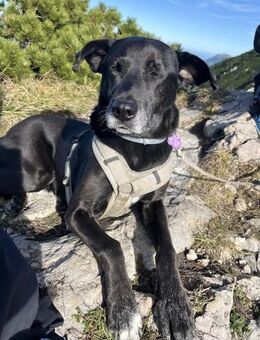 Bruno - Liebevoller Schmuser mit Herz - Bergkirchen