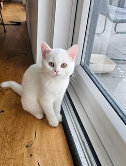 Hallo liebe Katzenlıebhaber - Waltrop