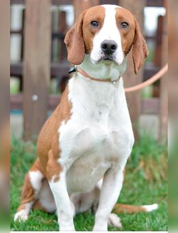 Platon, Männlich,Jagdhund-Mischling, geb. ca. November 2021 - Bad Oeynhausen