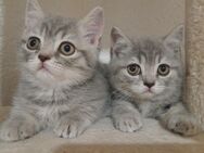 BkH Kitten Kätzchen - Gechingen