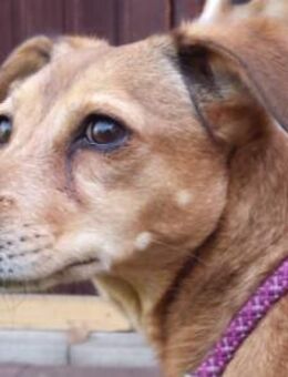 Mathilda ❤ wartet in 90427 Nürnberg - Hamburg